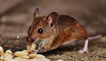 24 Hour & Emergency Exterminators in Lafayette Hl, PA